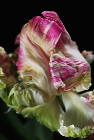 Parrot Tulip